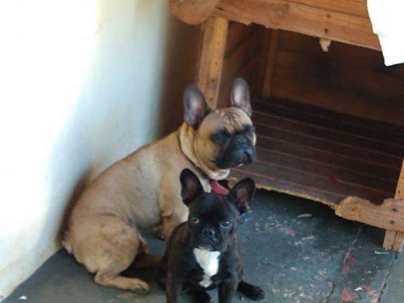 Cachorros furtados na Vila Planalto s&atilde;o encontrados em casa de adolescente 