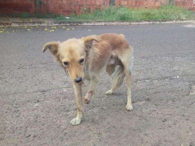 Jovem faz rifas para cirurgia do &quot;Coragem&quot;, c&atilde;o que teve pata decepada