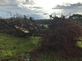 Exploração ilegal de madeira em Paranaíba (Foto: divulgação/PMA)