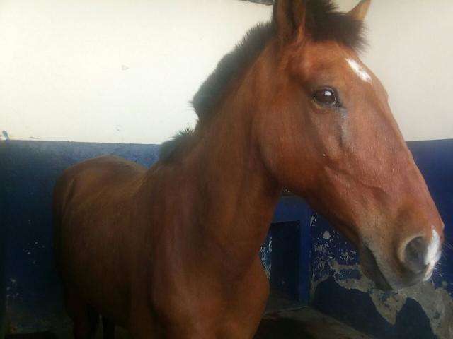 Um dia ap&oacute;s furto, &quot;Campe&atilde;o&quot; &eacute; encontrado por crian&ccedil;as em rodoanel 