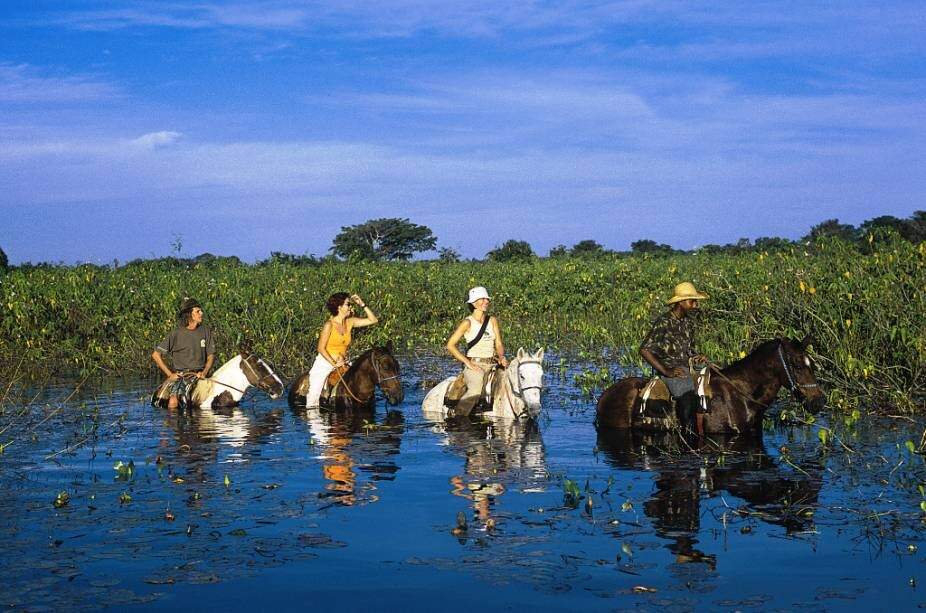 Cavalo Pantaneiro, símbolo da diversidade do pantanal - Portal Escola do  Cavalo