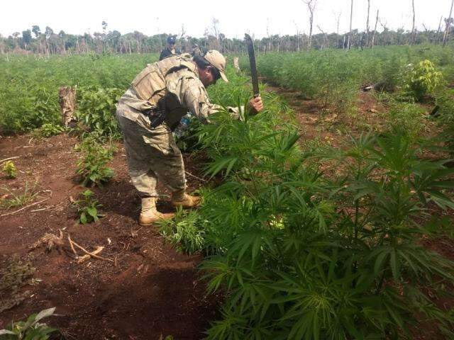 Pol&iacute;cia destr&oacute;i 78 toneladas de maconha plantadas em 26 hectares na fronteira
