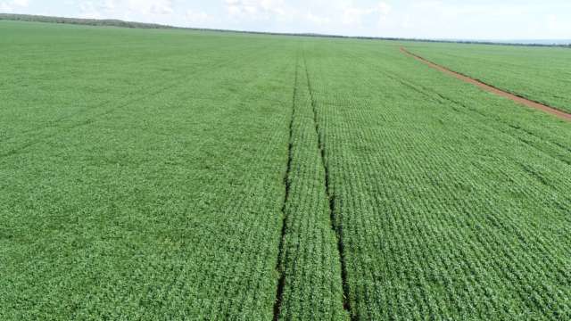 Soja tem previs&atilde;o de render 12% a mais com clima favor&aacute;vel no Estado