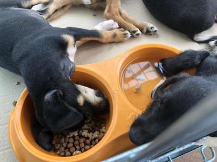 ONGs cobram fiscalização após cão ser sacrificado sem autorização no CCZ