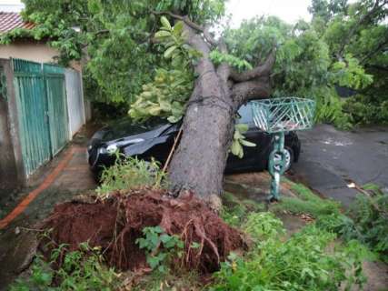 Árvore cai, compromete rede elétrica e atinge carro na Vila Nasser