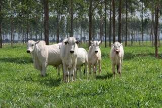 Projetos de sustentabilidade na pecuária tem espaço para obter recursos do FCO.  (Arquivo)