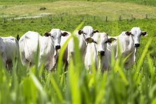 Chuvas beneficiam pastagens no Estado e melhoram oferta de animais