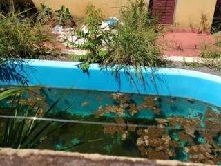 Quintal da residência está tomado pelo mato e água parada na piscina é propício para Aedes Aegypti. (Foto: Direto das Ruas)