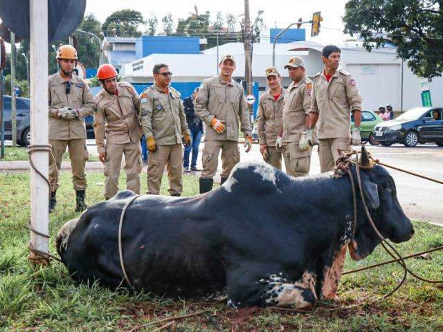 Se dono n&atilde;o aparecer touro capturado na Gury Marques ser&aacute; doado
