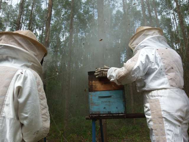 Integra&ccedil;&atilde;o de colmeias e florestas colocam Tr&ecirc;s Lagoas em 1&ordm; na produ&ccedil;&atilde;o de mel