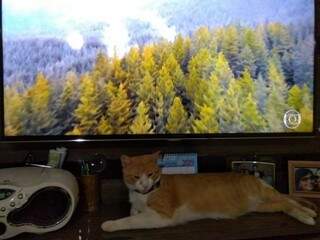 Carlinhos é folgado e gosta de deitar perto da televisão (Foto: Arquivo pessoal)