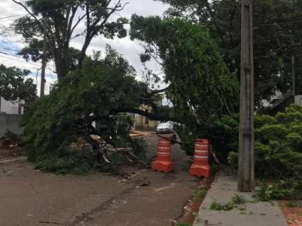 Árvore de grande porte cai, bloqueia rua e deixa parte de bairro sem energia 