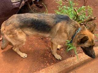 Homem &eacute; autuado por deixar cachorro abandonado dentro de sucata de carro