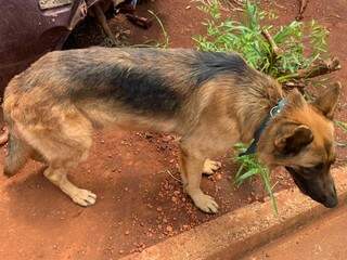 Animal ficava preso dentro de sucata de um carro e estava desnutrido. (Divulgação PMA)