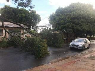 A queda da árvore bloqueou e atrapalhou o trânsito no local (Foto: Danielle Errobidarte)