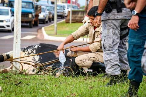 Polícia busca dono do touro que ficou "descontrolado" da Guaicurus