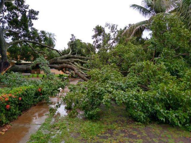&Aacute;rvores caem e enxurrada invade casas ap&oacute;s 65 mil&iacute;metros de chuva 
