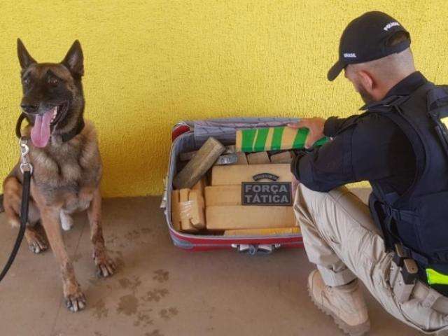 C&atilde;o farejador encontra mala &quot;recheada&quot; de maconha e adolescente &eacute; apreendido 