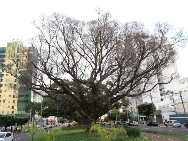 Figueira centen&aacute;ria morre e deve ser retirada da Avenida Afonso Pena 