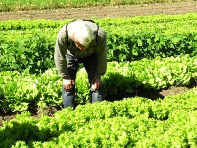 MS elabora programa que incentiva o controle biol&oacute;gico na agricultura