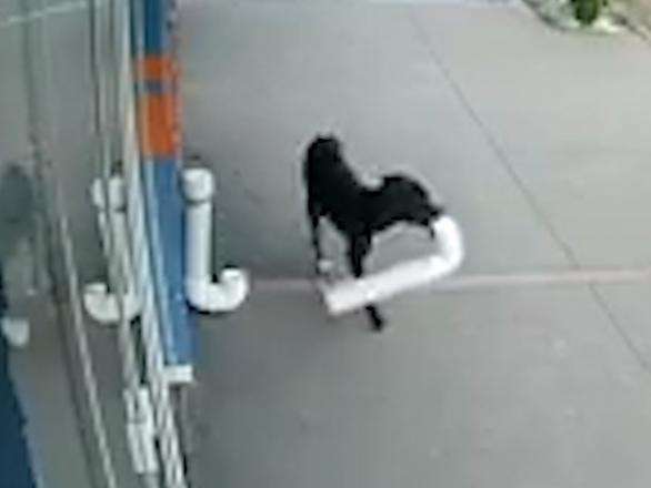 C&acirc;mera de seguran&ccedil;a flagra cachorro ladr&atilde;o furtando pet shop  