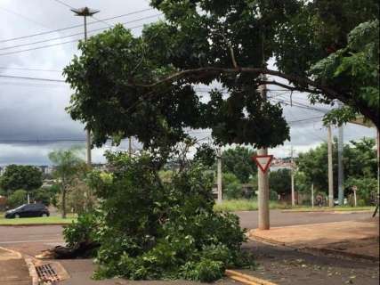Com c&eacute;u cinza, mas sem chuva, galho bloqueia rua no Jardim Semin&aacute;rio