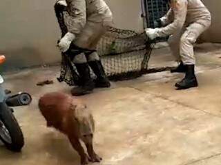 Capivara dá baile em militares, mas é capturada após passeio por comércio Capivara dá baile em militares, mas é capturada após passeio por comércio