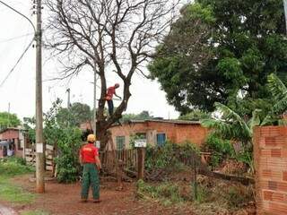 Árvore fica dentro do terreno da residência, no São Conrado (Foto: Henrique Kawaminami)