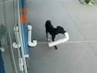 Cão saindo disfarçadamente e levando com ele comedouro instalado para alimentar animais em situação de rua (Foto: Reprodução)