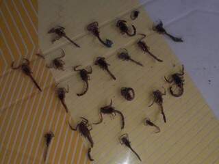 Morador captura os escorpiões e já contabilizou quarenta apenas neste ano. (Foto: Direto das Ruas)