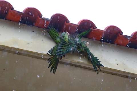 Casal de periquitos é resgatado ao se enroscar em fios no ninho