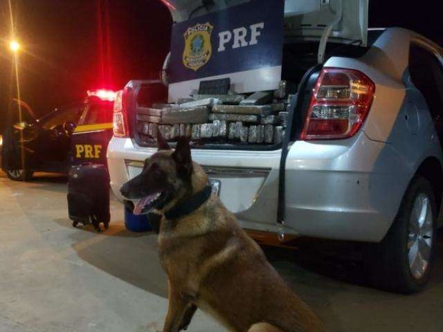 Trio &eacute; preso com meia tonelada de maconha na BR-163