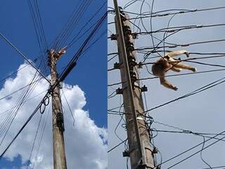 Macaco morre eletrocutado e moradores acusam PMA de neglig&ecirc;ncia