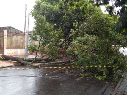 Morador de 70 anos sofre descarga elétrica após árvore cair na fiação