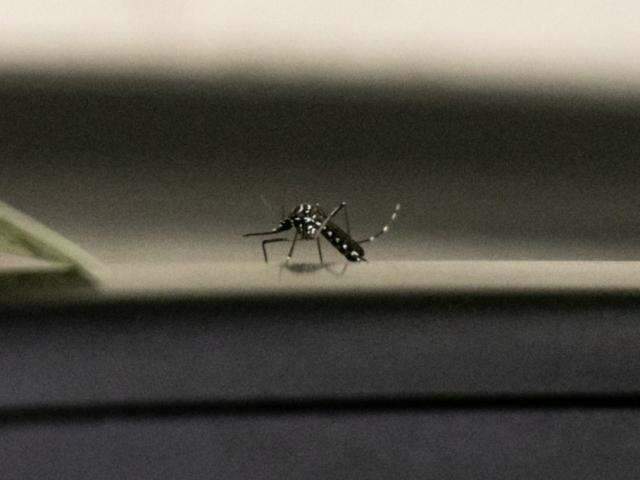 &quot;Estamos criando mosquito como a gente cria cachorro&quot;, diz secret&aacute;rio