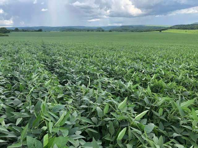 Clima bom  e pre&ccedil;o 8% maior favorecem desempenho da soja no Estado