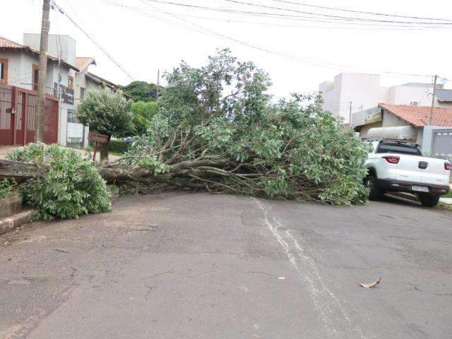 Ventania derruba &aacute;rvore e deixa sem&aacute;foro intermitente na Vila Cruzeiro