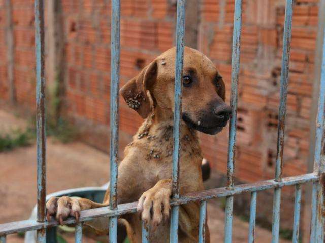 Vivendo de p&atilde;o e &aacute;gua, cadela infestada de carrapato &eacute; resgatada pela pol&iacute;cia