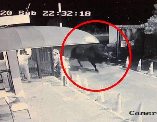 V&iacute;deos mostram touro invadindo residencial e saindo arrastado, morto