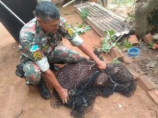 Animal foi resgatado em Coxim (Foto: Divulgação)