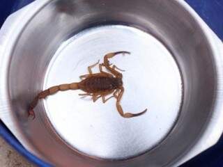 Veterinária afirma que é importante procurar escorpião pelo local, após animal ser picado. (Foto: Arquivo/Henrique Kawaminami)