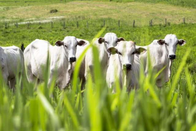Chuvas beneficiam pastagens no Estado e melhoram oferta de animais