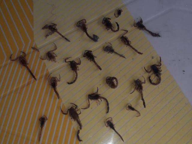 Morador encontra mais de 40 escorpi&otilde;es em 20 dias e alerta para infesta&ccedil;&atilde;o
