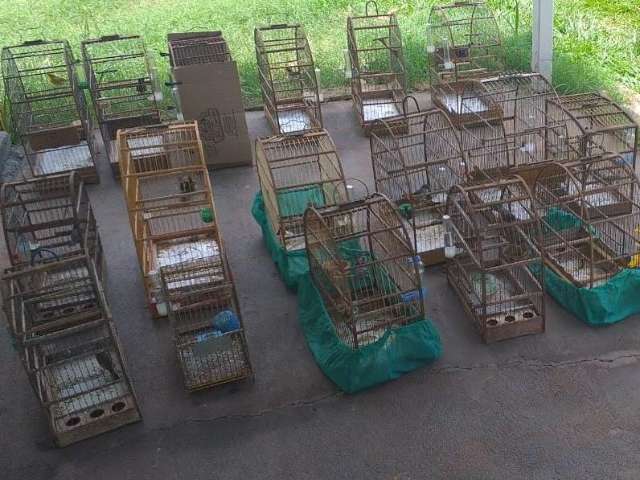 Homens s&atilde;o multados por manter em cativeiro 16 aves silvestres 