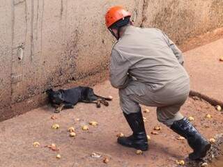 Bombeiro se aproxima de cachorro, acuado, dentro do córrego Segredo (Foto: Marcos Maluf)