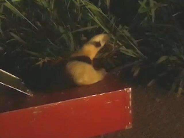 Acuado por cachorro, tamandu&aacute;-mirim &eacute; resgatado por bombeiros 