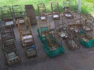 Pássaros em cativeiro ilegal foram apreendidos em Anaurilândia (Foto: divulgação/PMA) 