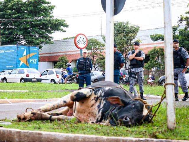 Dono de touro que causou confus&atilde;o em avenida ser&aacute; intimado nos pr&oacute;ximos dias 