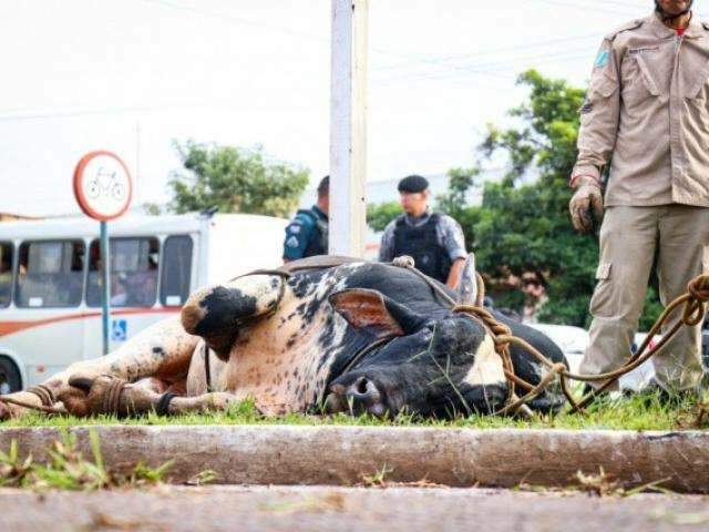 Pol&iacute;cia identifica marca em touro descontrolado e tenta rastrear dono