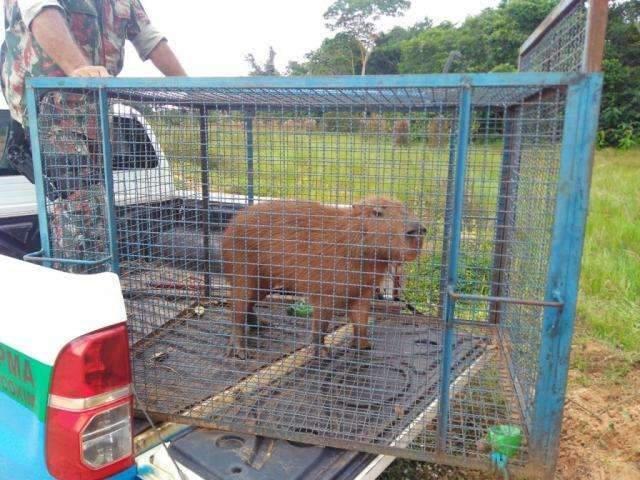 De cobra a capivara: pol&iacute;cia resgata 5 bichos em &aacute;reas urbanas a cada dia